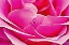 Picture of PINK PERFECTION ROSE