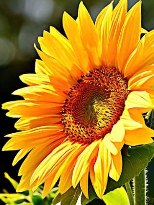 Picture of SUNFLOWER