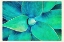 Picture of VIRIDIAN STARBURST