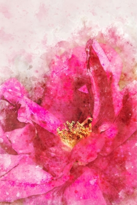 Picture of WATERCOLOR ROSE