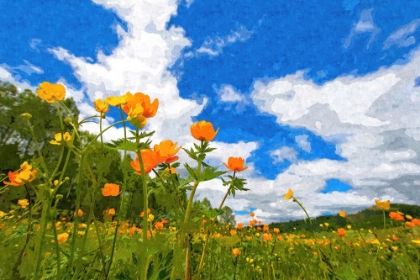 Picture of CALIFORNIA POPPIES UNDER BLUE SKIES