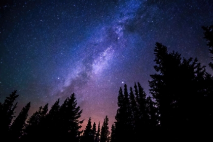 Picture of CONIFERS REACHING TO MILKY WAY