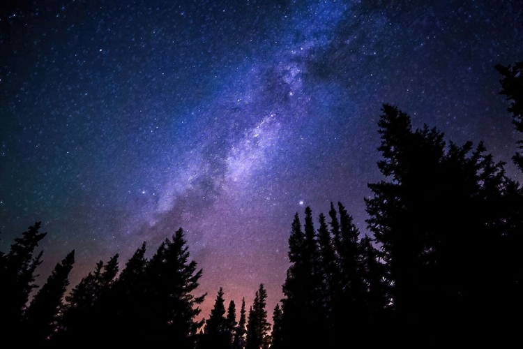 Picture of CONIFERS REACHING TO MILKY WAY