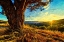 Picture of GNARLED TREE AT SUNSET