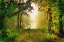 Picture of MORNING MIST