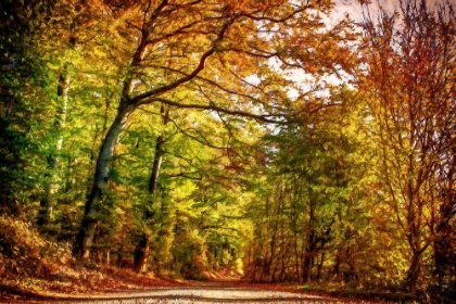 Picture of PATHWAY THROUGH AUTUMN LEAVES