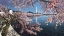 Picture of WASHINGTON CHRONICLE TIDAL BASIN