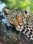 Picture of LEOPARD OF LEISURE