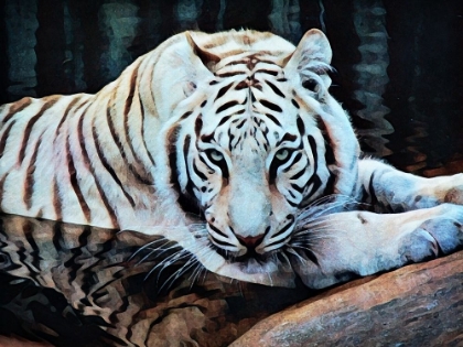 Picture of WHITE TIGER WALTER WALLOW