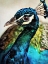 Picture of PEACOCK PRETTY AND PROUD
