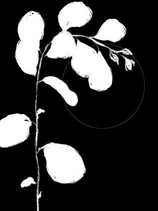 Picture of BOTANICAL SILHOUETTE I