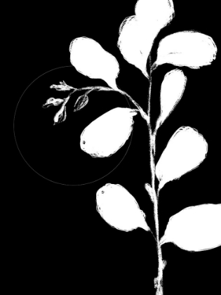 Picture of BOTANICAL SILHOUETTE II