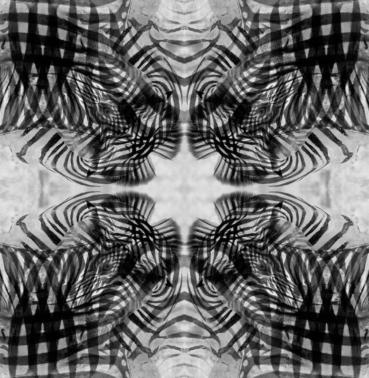 Picture of BLACK AND WHITE KALEIDOSCOPE ABSTRACT OF A ZEBRA