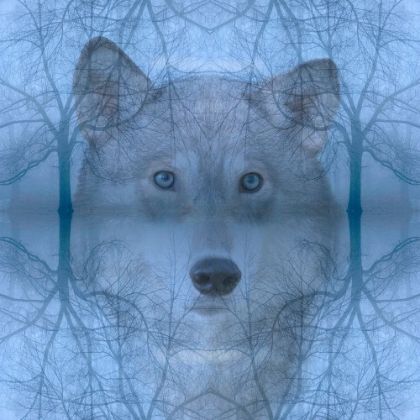 Picture of WOLF AND SKELETON TREES MONTAGE