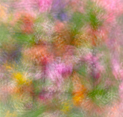 Picture of COLORFUL FLORAL ABSTRACT