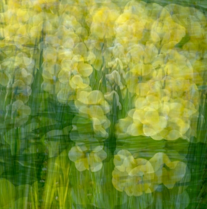 Picture of YELLOW AND GREEN FLORAL ABSTRACT