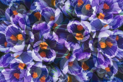 Picture of CROCUS PHOTO MONTAGE