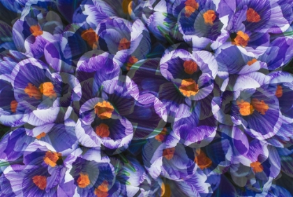 Picture of CROCUS PHOTO MONTAGE