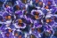 Picture of CROCUS PHOTO MONTAGE