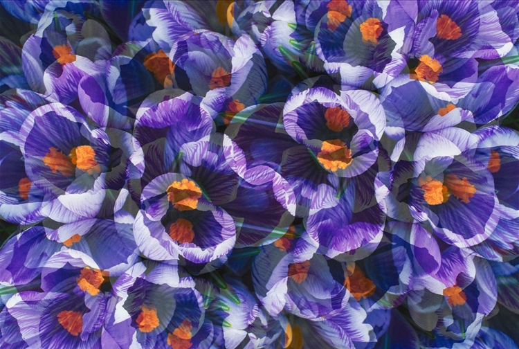 Picture of CROCUS PHOTO MONTAGE