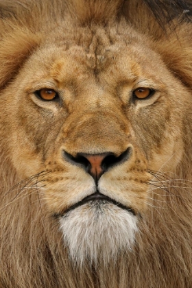 Picture of ADULT MALE LION-MASAI MARA-KENYA-AFRICA