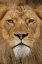 Picture of ADULT MALE LION-MASAI MARA-KENYA-AFRICA