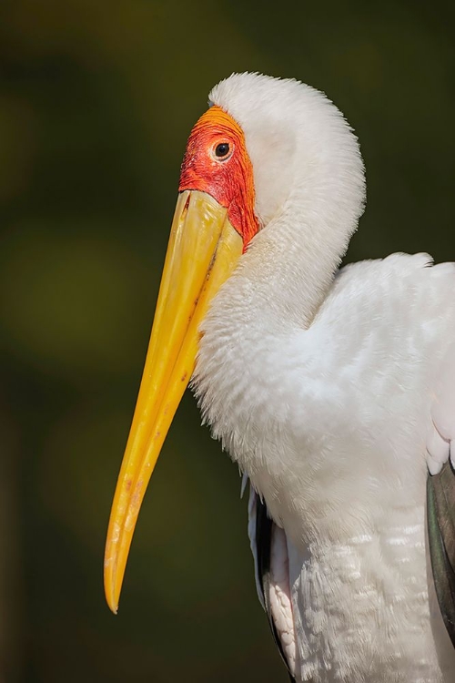 Picture of YELLOW-BILLED STORK-MASAI MARA-KENYA-AFRICA