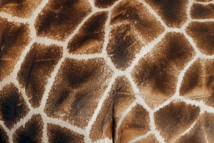 Picture of RETICULATED GIRAFFE MASAI MARA-KENYA-AFRICA