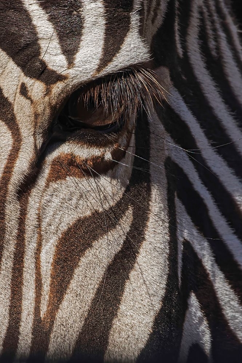 Picture of BURCHELLS ZEBRA CLOSE-UP MASAI MARA-KENYA-AFRICA