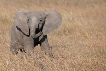 Picture of AFRICA-KENYA-OL PEJETA CONSERVANCY-BABY AFRICAN ELEPHANT