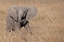 Picture of AFRICA-KENYA-OL PEJETA CONSERVANCY-BABY AFRICAN ELEPHANT