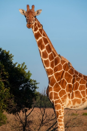 Picture of AFRICA-KENYA-OL PEJETA CONSERVANCY-RETICULATED GIRAFFE WITH YELLOW-BILLED OXPECKERS