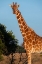 Picture of AFRICA-KENYA-OL PEJETA CONSERVANCY-RETICULATED GIRAFFE WITH YELLOW-BILLED OXPECKERS