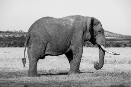 Picture of AFRICA-KENYA-OL PEJETA CONSERVANCY-LONE BULL AFRICAN ELEPHANT