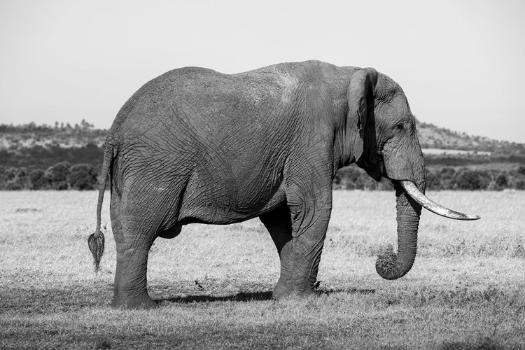 Picture of AFRICA-KENYA-OL PEJETA CONSERVANCY-LONE BULL AFRICAN ELEPHANT