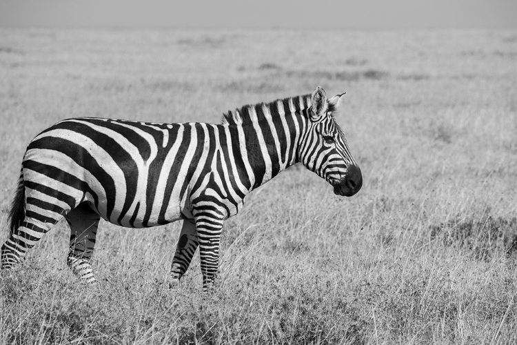 Picture of AFRICA-KENYA-OL PEJETA CONSERVANCY-BRUCHELLS ZEBRA-EQUUS BURCHELLII-IN GRASSLAND HABITAT,