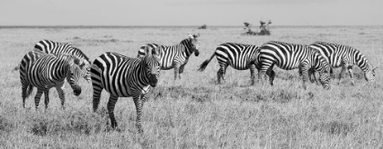 Picture of AFRICA-KENYA-OL PEJETA CONSERVANCY-HERD OF BRUCHELLS ZEBRA-EQUUS BURCHELLII-IN GRASSLAND HABITAT