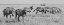 Picture of AFRICA-KENYA-OL PEJETA CONSERVANCY-HERD OF BRUCHELLS ZEBRA-EQUUS BURCHELLII-IN GRASSLAND HABITAT