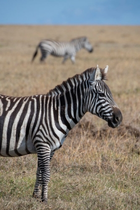 Picture of AFRICA-KENYA-OL PEJETA CONSERVANCY-BRUCHELLS ZEBRA-EQUUS BURCHELLII-IN GRASSLAND HABITAT