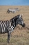 Picture of AFRICA-KENYA-OL PEJETA CONSERVANCY-BRUCHELLS ZEBRA-EQUUS BURCHELLII-IN GRASSLAND HABITAT