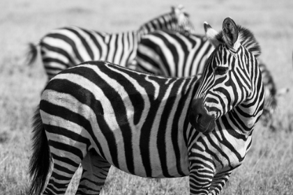 Picture of AFRICA-KENYA-OL PEJETA CONSERVANCY-BRUCHELLS ZEBRA-EQUUS BURCHELLII-IN GRASSLAND HABITAT