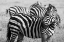 Picture of AFRICA-KENYA-OL PEJETA CONSERVANCY-BRUCHELLS ZEBRA-EQUUS BURCHELLII-IN GRASSLAND HABITAT