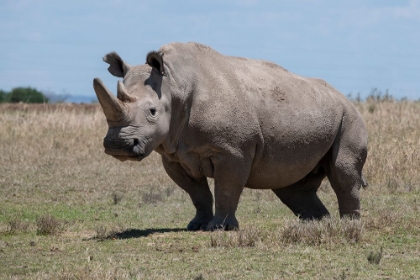 Picture of AFRICA-KENYA-OL PEJETA CONSERVANCY-ONE OF THE LAST 2 CRITICALLY ENDANGERED NORTHERN WHITE RHINOS