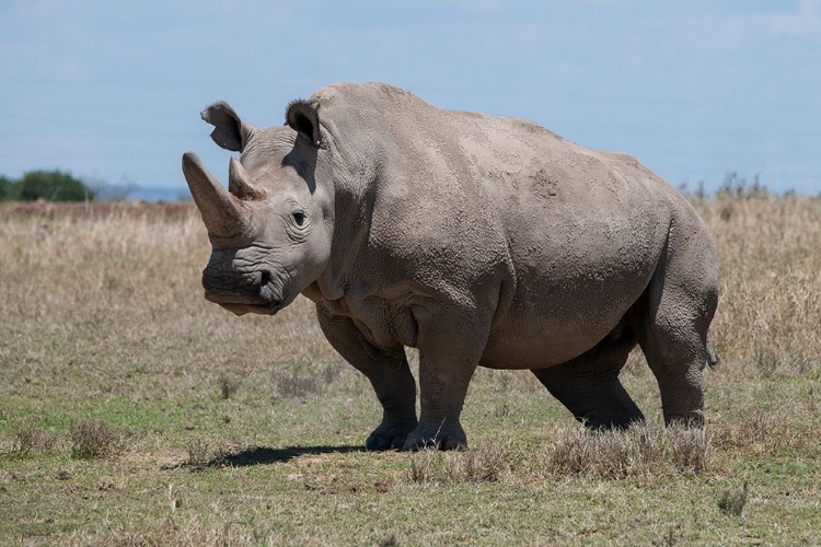 Picture of AFRICA-KENYA-OL PEJETA CONSERVANCY-ONE OF THE LAST 2 CRITICALLY ENDANGERED NORTHERN WHITE RHINOS