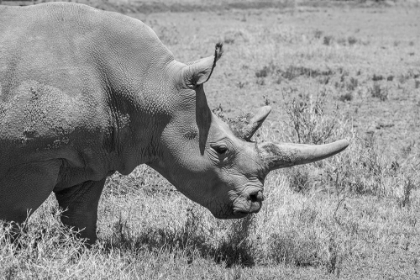 Picture of AFRICA-KENYA-OL PEJETA CONSERVANCY-ONE OF LAST 2 CRITICALLY ENDANGERED NORTHERN WHITE RHINOS