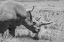 Picture of AFRICA-KENYA-OL PEJETA CONSERVANCY-ONE OF LAST 2 CRITICALLY ENDANGERED NORTHERN WHITE RHINOS
