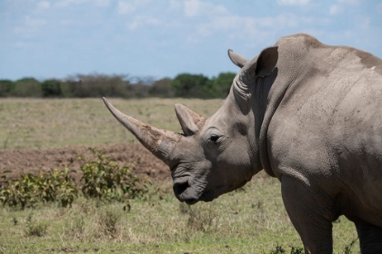 Picture of AFRICA-KENYA-OL PEJETA CONSERVANCY-ONE THE LAST 2 CRITICALLY ENDANGERED NORTHERN WHITE RHINOS