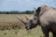 Picture of AFRICA-KENYA-OL PEJETA CONSERVANCY-ONE THE LAST 2 CRITICALLY ENDANGERED NORTHERN WHITE RHINOS