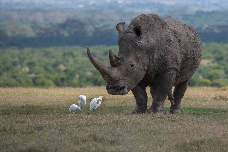 Picture of AFRICA-KENYA-OL PEJETA-SOUTHERN WHITE RHINOCEROS-CERATOTHERIUM SIMUM SIMUM-WITH CATTLE EGRETS