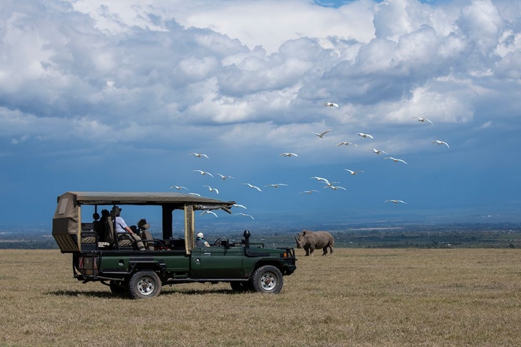 Picture of AFRICA-KENYA-OL PEJETA CONSERVANCY-SAFARI JEEP WITH SOUTHERN WHITE RHINOCEROS-CERATOTHERIUM SIMUM